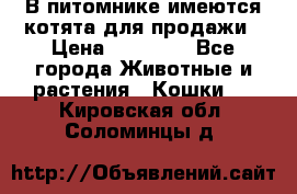 В питомнике имеются котята для продажи › Цена ­ 30 000 - Все города Животные и растения » Кошки   . Кировская обл.,Соломинцы д.